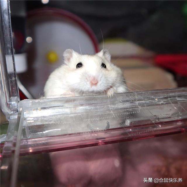 仓鼠一天吃几顿，仓鼠幼鼠一天吃几顿奶（关于养仓鼠的基本指南）