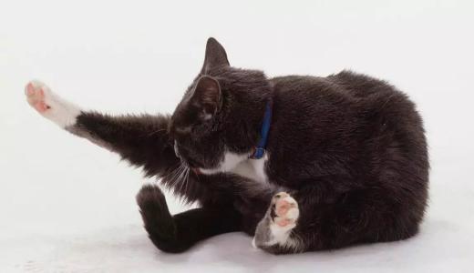 猫挤肛门腺是什么，比猫屎臭100倍的肛门腺