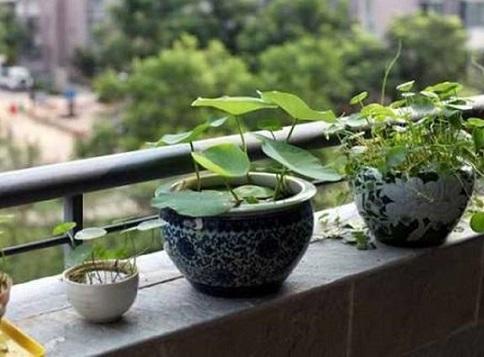 睡莲养室内能开花吗，睡莲也能养家里