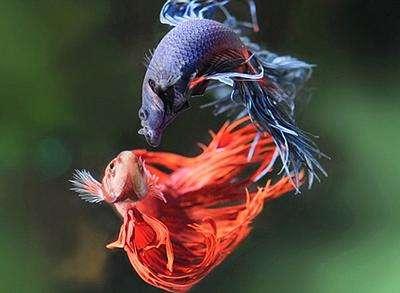 为什么泰国的斗鱼那么好看，盘点惊艳全球的十大泰国斗鱼