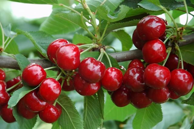 大樱桃的种植条件与技术，大樱桃种植和管理技术