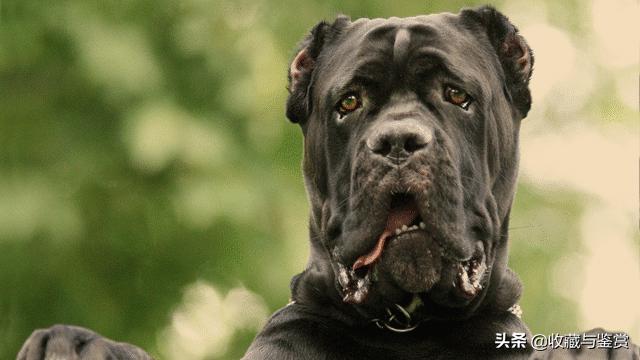 世界上最凶猛的犬，世界最凶猛十大犬种