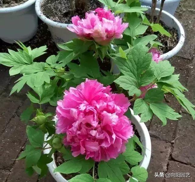 各国的国花是哪些花卉，几个国家的国花，哪个最好看