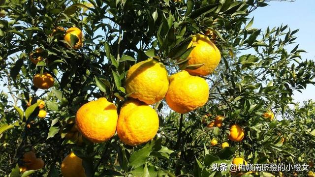 橙子和桔子的区别，橘桔柑橙傻傻分不清（橙橘柑桔的区别）