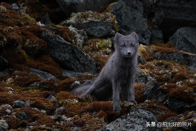 北极圈唯一一个不冷的地方，北极圈内的美丽岛屿