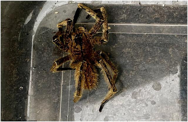 世界上最毒蜘蛛都生活在哪，千只第一剧毒蜘蛛藏身香蕉