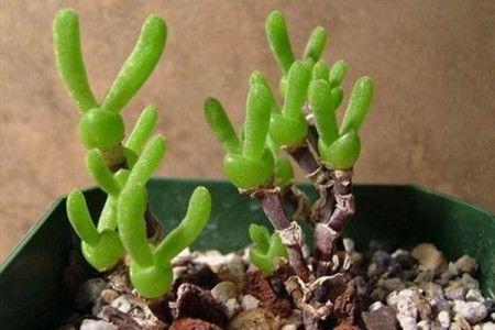 养着省心颜值高又爱长爆盆的多肉，这些多肉大普货