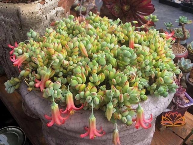 达摩福娘怎么才能开花，养了1年的达摩福娘