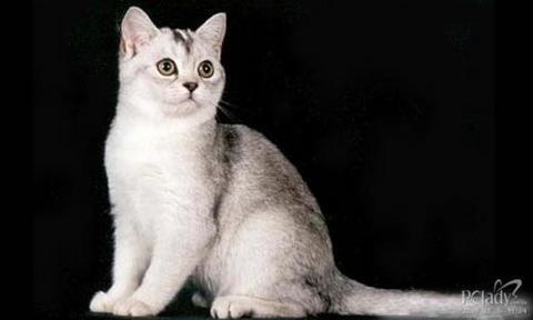 世界名猫品种，世界名猫品种大全