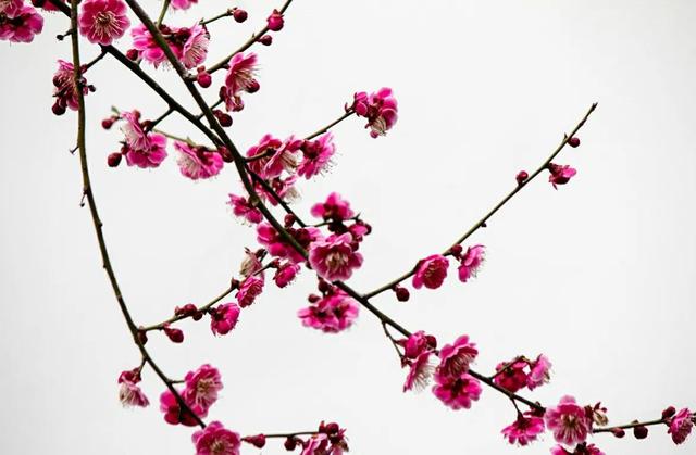 梅花什么时候开放，想要梅花春节开花（梅花什么时候开放最佳）