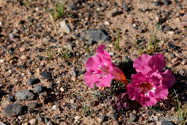 大山里迷人的野花，章丘赵八洞山上的美丽野花