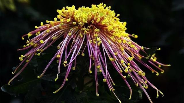 描写菊花的七绝，七绝两首吟《菊花》