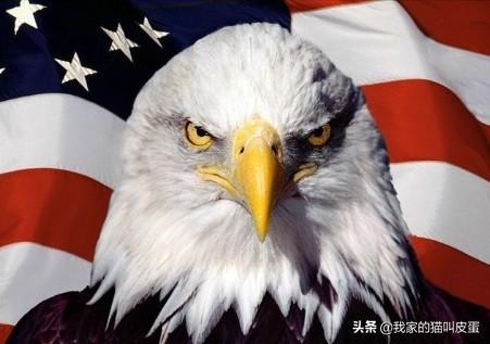 各个国家的国鸟都是什么，法国的国鸟是公鸡