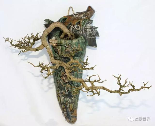 黄杨盆景大全，黄就成老师盆景精品欣赏