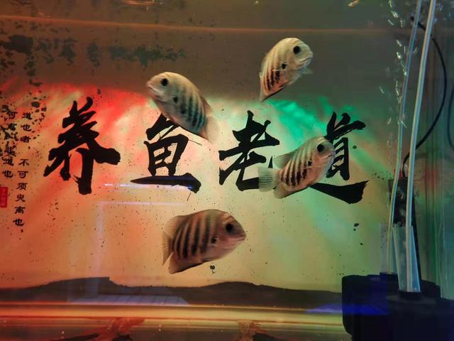 买鱼的时候注意事项，菜市场买鱼注意这4点