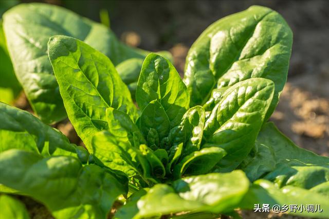 鸡最怕三种蔬菜有哪些，你知道哪三种蔬菜不能喂鸡吗