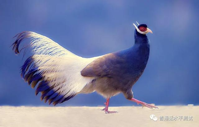 来鹄的鹄怎么读，十年年度“十大语文差错”