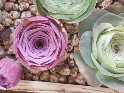 常见多肉玫瑰，情人节买不到鲜花