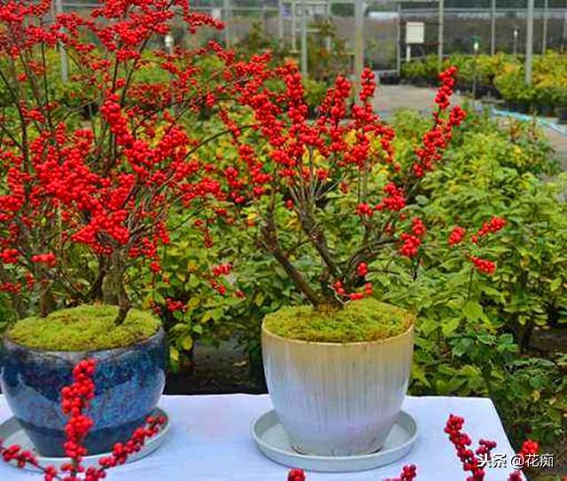 北美冬青怎么养，北美冬青怎样养护和管理