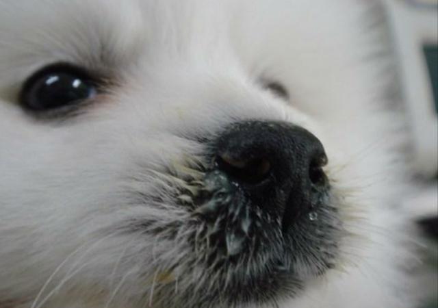 辟謠：犬瘟熱病毒只會引起狗狗呼吸道症狀？皮膚疾病也是一種表現 萌趣萌寵 第1张