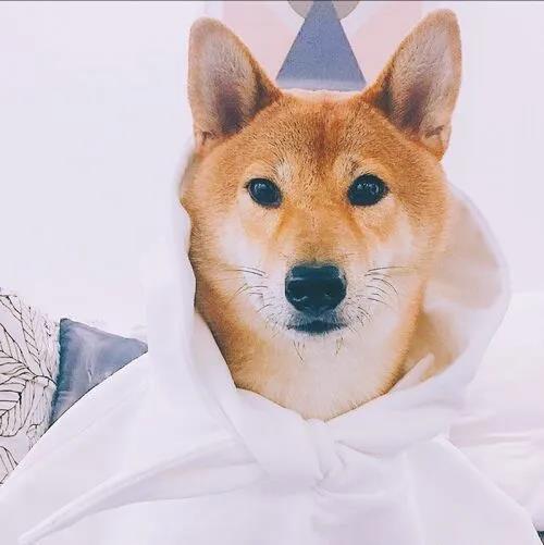 狗狗霸气的名字，狗狗比较高冷霸气的名字大全