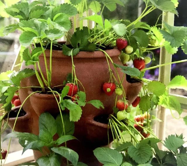 家中草莓怎么叶子会干，草莓喜欢湿润却极易患病