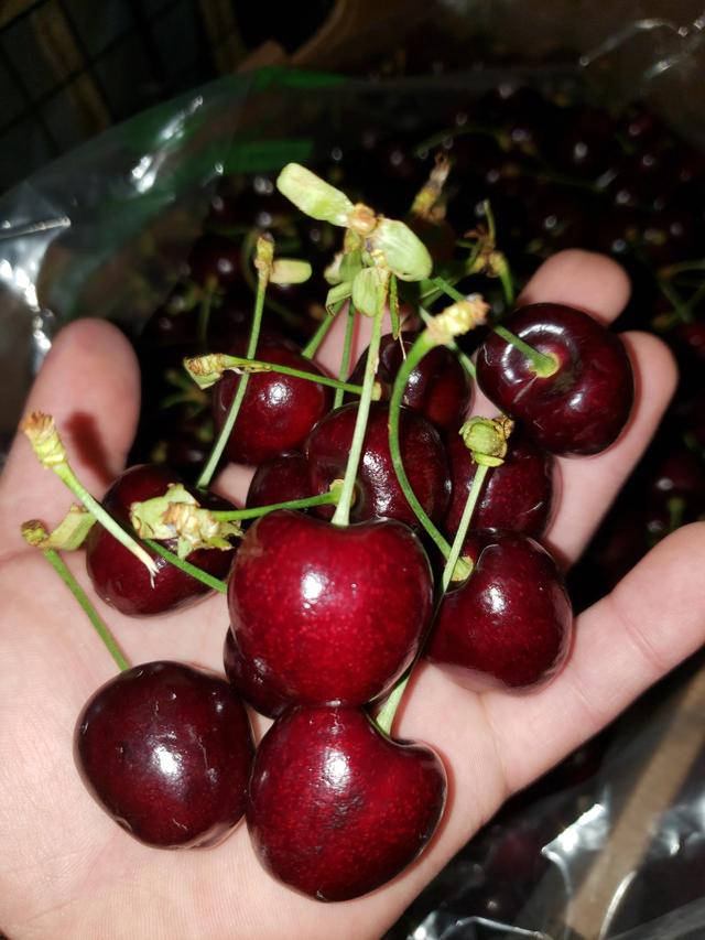 智利车厘子品种，智利车厘子一般买什么等级（今年的智利车厘子便宜吗）