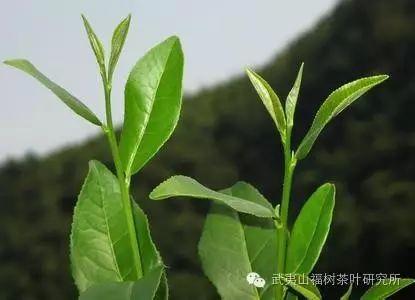 武夷山茶叶有多少品种，茶人口中的奇种你知道是什么吗