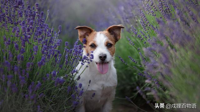 幼犬第一次驱虫时间，幼犬驱虫正确用法（刚出生的幼犬，怎么驱虫）