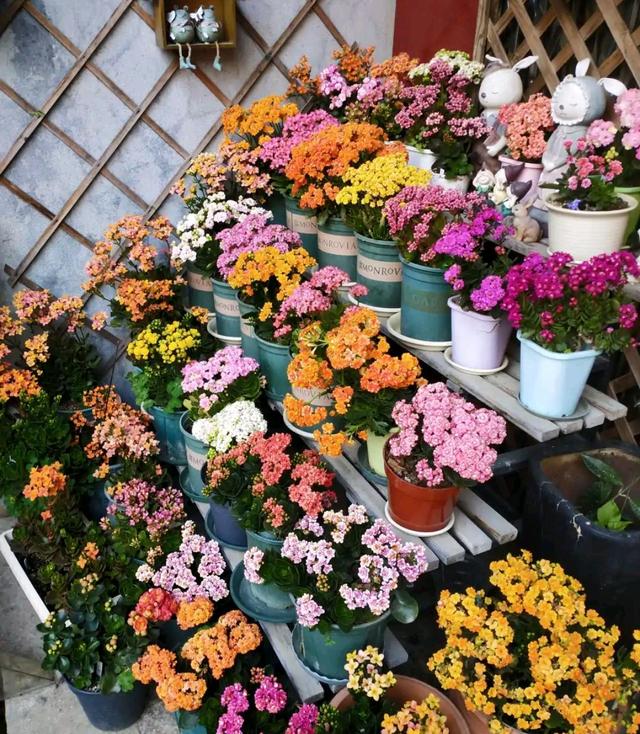 养长寿花的四大特点，养长寿花十年总结6点经验