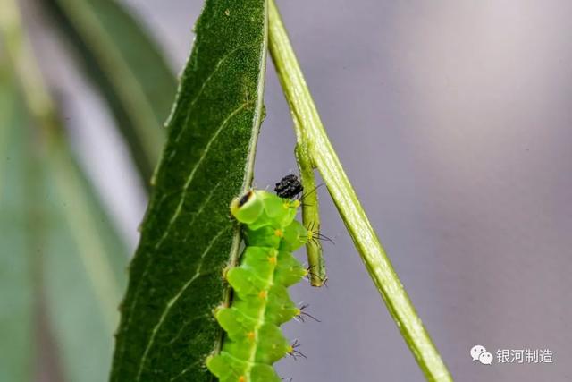 有哪些常见的飞蛾，自然记录蛾生一瞬
