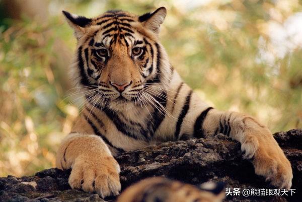 介绍一下老虎百兽之王，百兽之王是老虎还是狮子