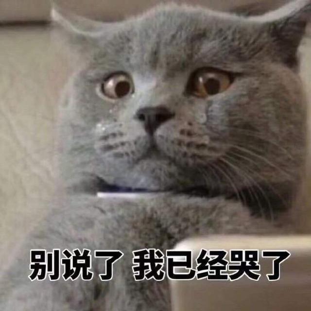 猫咪表情包大全图，可爱的猫咪表情包合集