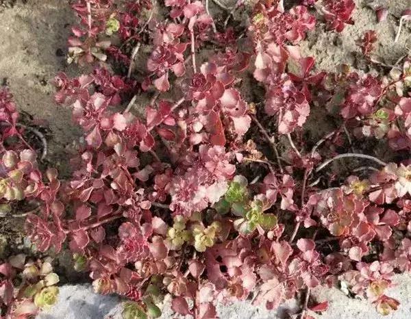 如意湖湿地公园游玩攻略，左中休闲好去处