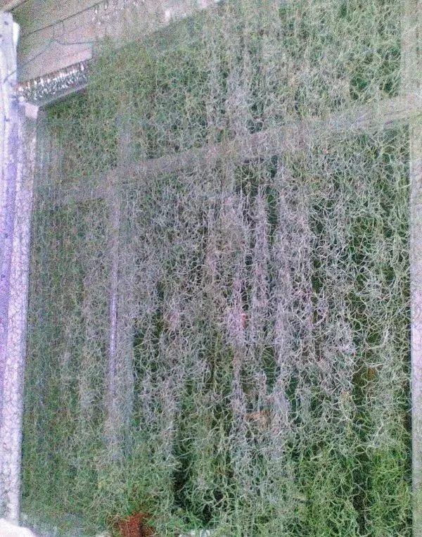 庭院中种什么爬藤花，院子里如果想搭设花廊架