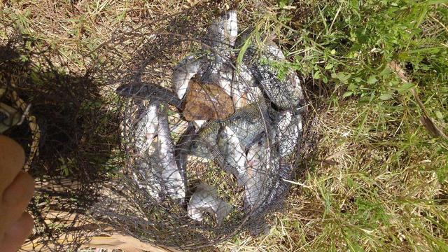 罗非野钓技巧，浅谈野钓罗非鱼的几点要素