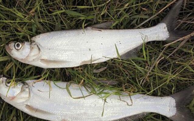 翘嘴的四种钓法，独家秘法钓翘嘴鲌