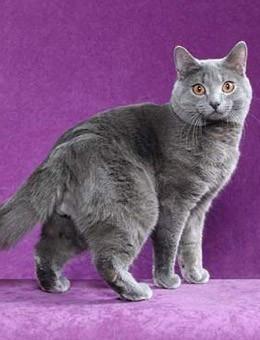 世界名猫品种，世界名猫品种大全