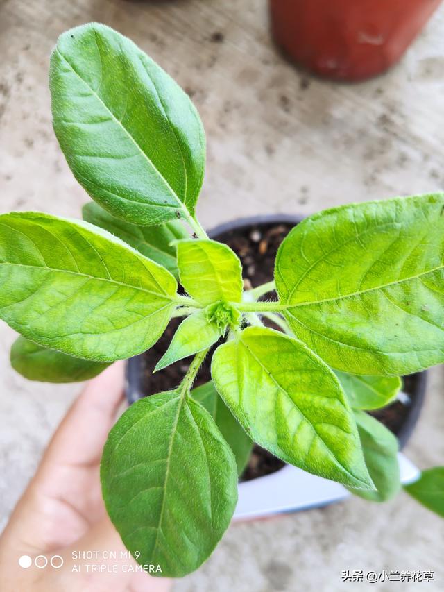 向日葵泰迪熊种子，夏天收获一片花海