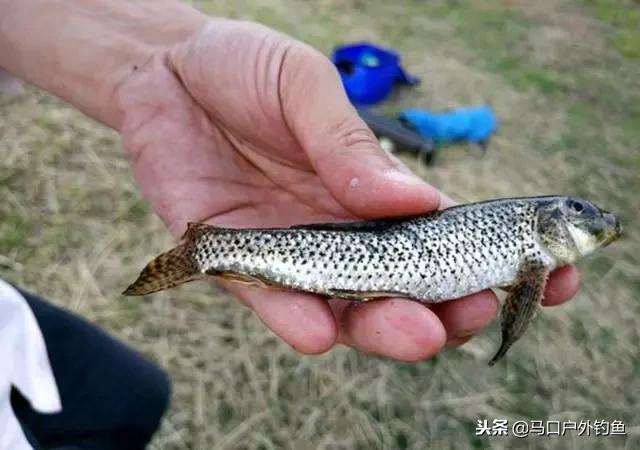 淡水鱼都有什么鱼，钓鱼人一定要知道的二十种淡水鱼（中国常见的20种淡水鱼）