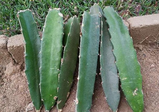 一般盆栽火龙果的种植方法图解，将火龙果枝种花盆