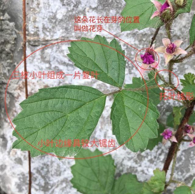 茅莓蛇莓该用哪一个填补你空虚的胃，蛇莓茅莓