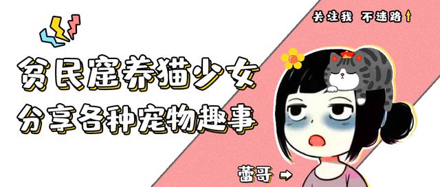 仓鼠肥胖(仓鼠肥胖能影响寿命吗)