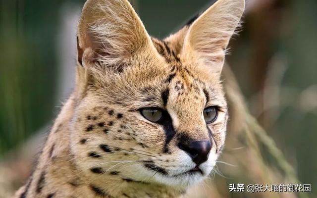 世界上十种凶猛猫咪品种排行榜，盘点十大最傻的猫咪品种