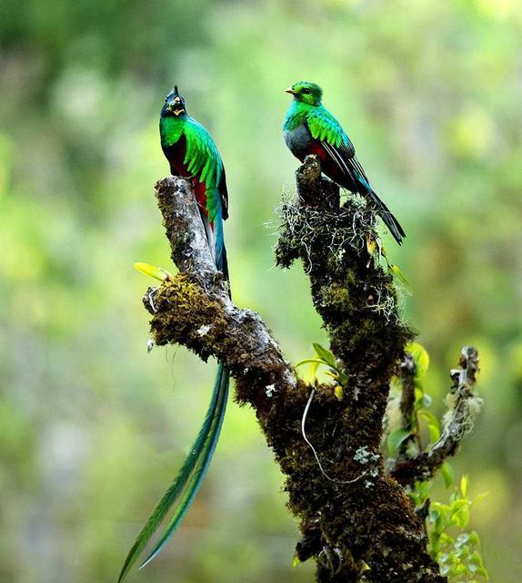 各国国鸟有哪些，世界各国国鸟大全