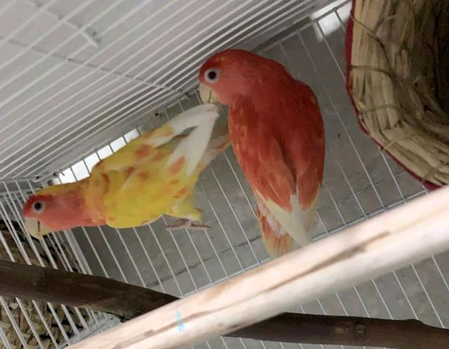 黄桃牡丹鹦鹉是什么样的，变异黄桃牡丹鹦鹉