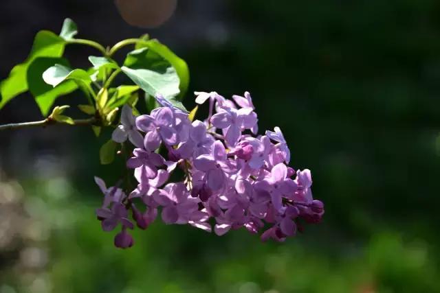 龙溪园水上乐园门票，沈阳周边旅游二日游
