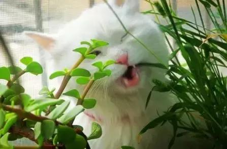 猫咪为什么痴迷吃草，猫咪为什么会吃草