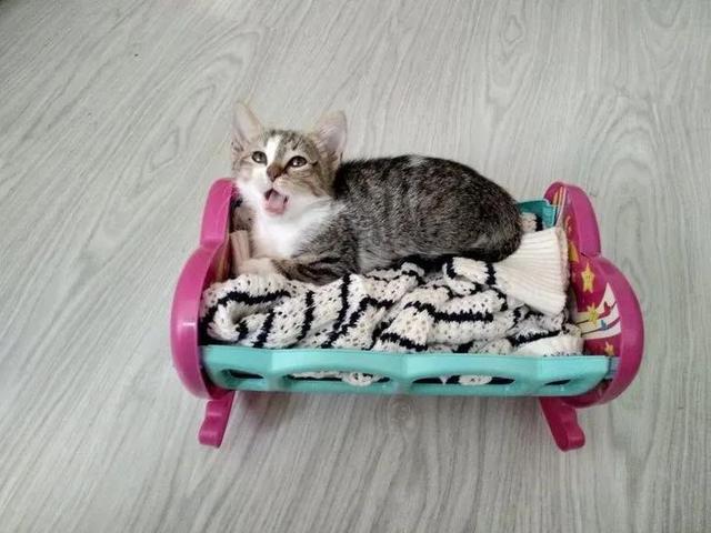 并不是所有人都适合养猫咪，有一部分人根本不适合养喵