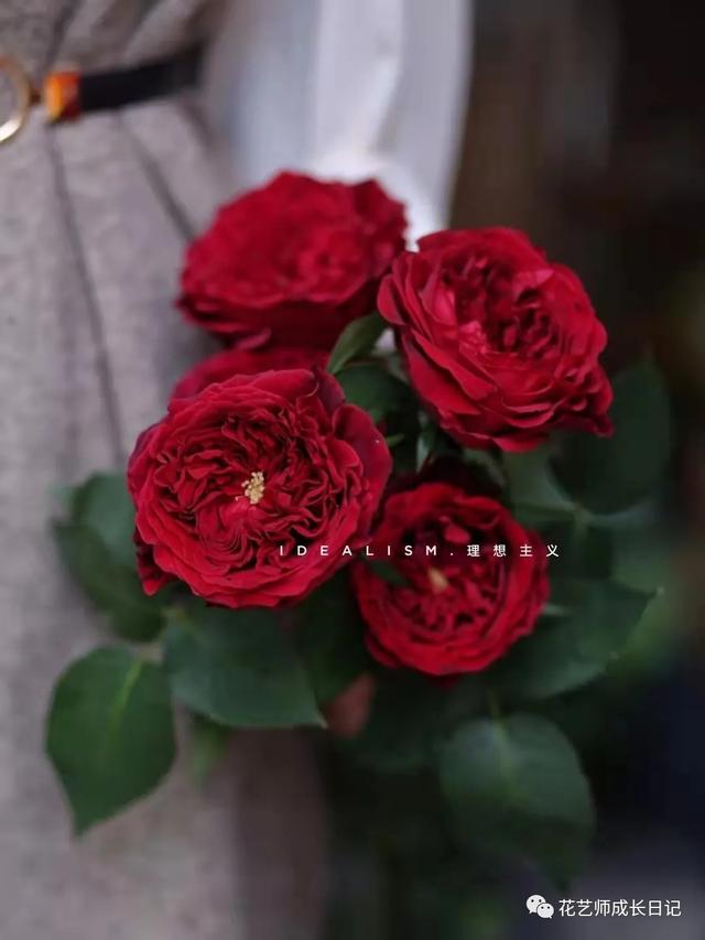 复古香槟色玫瑰，52朵香槟色玫瑰